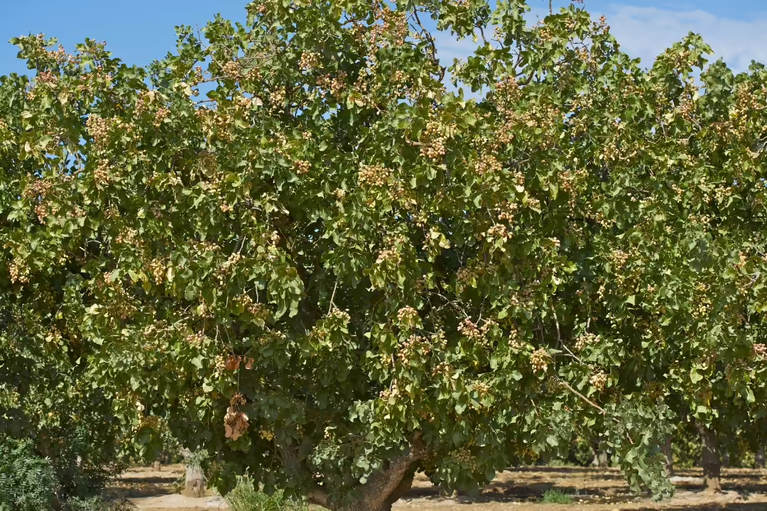 polinización del pistacho polinización del pistacho