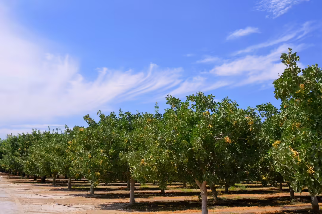 ¿Cómo afecta el cambio climático al pistachero?